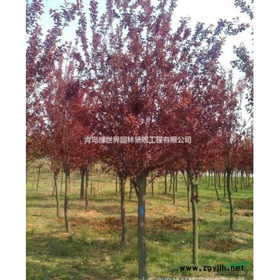 樱花（大规格单樱）