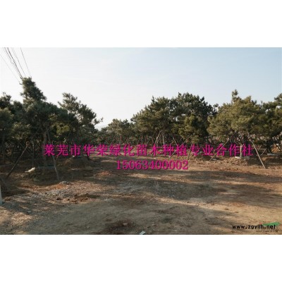 造型油松  景观松  油松  黑松  泰山迎客松