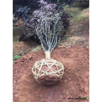 桂花球行情报价\桂花球图片展示