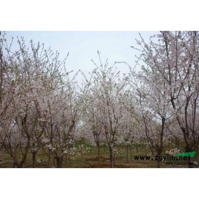 樱花报价/福建樱花报价