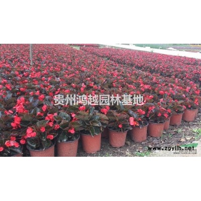 贵州地区供应：80-150海桐球、红叶石楠球、金森女贞球