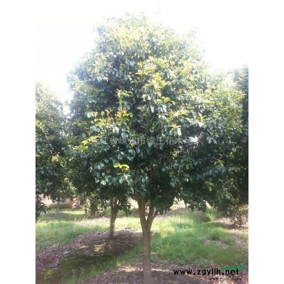 嵊州供应大批量五针松