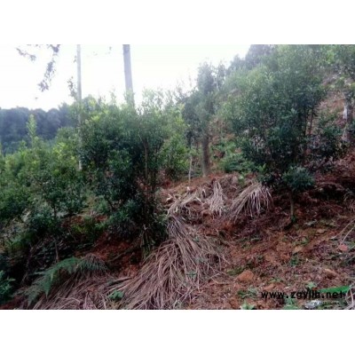 供应三到二十公分杨梅树