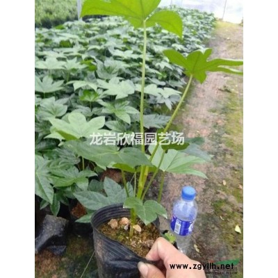 福建八角金盘大中小苗