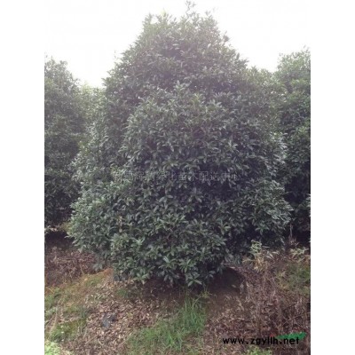 红枫行情报价\红枫图片展示