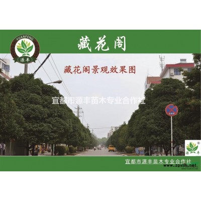 湖北的品牌桂花（藏花阁）