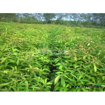 出售独杆桂花，丛生桂花