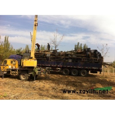 丁香、连翘、榆叶梅、红瑞木、红黄刺梅