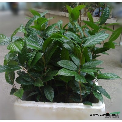 正宗防城金花茶实生苗