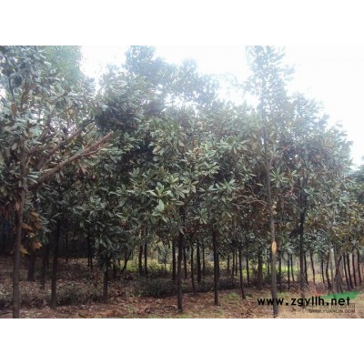 樱花图片\樱花报价