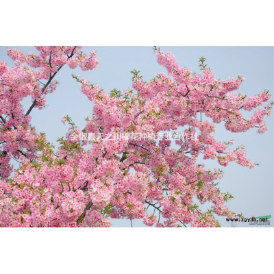 染井吉野樱 东京樱花 日本早樱 龙山樱花园