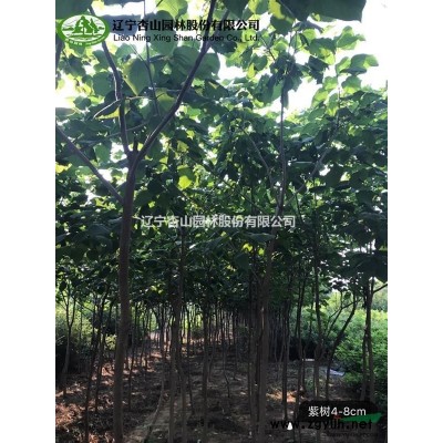 辽宁 锦州常年出售大量国槐、梓树、金叶榆、红枫等乔木和花灌木
