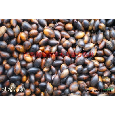 桢楠苗报价，桢楠苗批发，桢楠小苗图片，桢楠种子低价