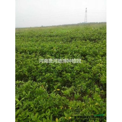 唐河种植园大量供应各种规格优质黄栀子苗