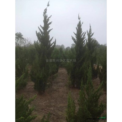 红叶石楠9*新价格/红叶石楠9报价