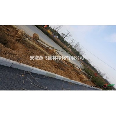 桂花 ，大规格桂花1.2-4米冠。1-5公分桂花出售