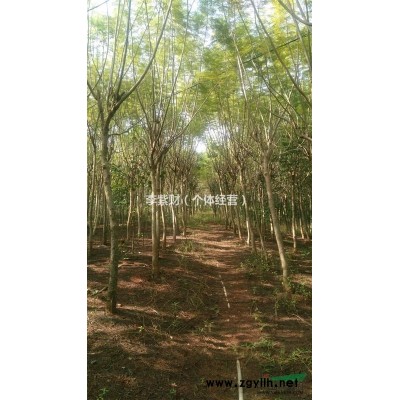 蓝花楹等风景树出售