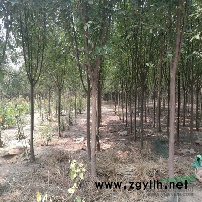 苗木基地处理以下苗木：海棠、金叶复叶槭、国槐、果桑、大叶女贞