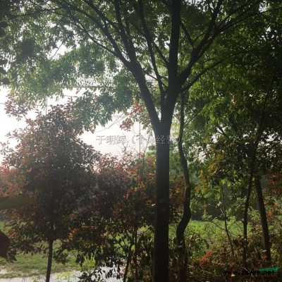 安徽红叶石楠柱4介绍