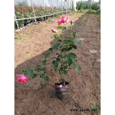 树形月季嫁接苗@树形美多花月季@河南树形月季嫁接苗