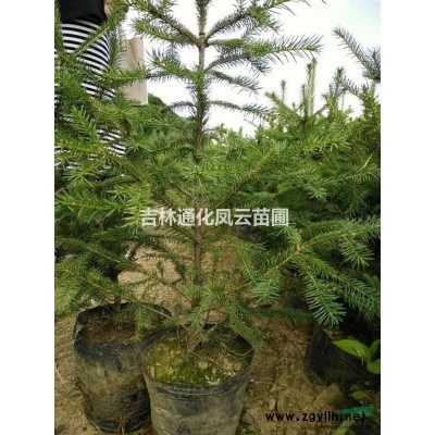 吉林地区供应优质云杉杯苗40---100高，数量30万株