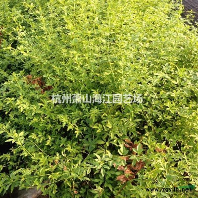 自家苗圃低价出售火棘