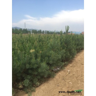 河北地区供应各种油松苗多大杯都有