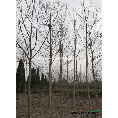 低价处理马褂木、柿树