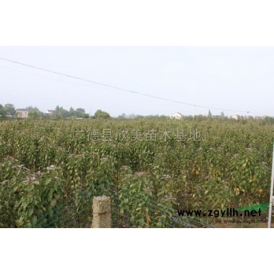 高原之火2-5供应/高原之火2-5图片