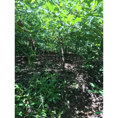 哪里的弗吉尼亚栎便宜图片\哪里的弗吉尼亚栎便宜报价