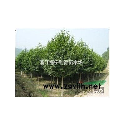 浙江红叶石楠，红叶石楠价格，*便宜红叶石楠批发价格