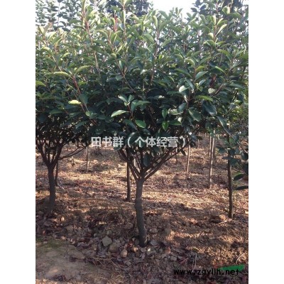 高杆红叶石楠，新郑107国道附近