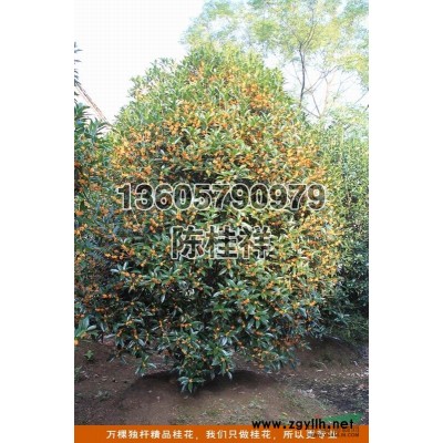 浙江金华大规格精品桂花供应