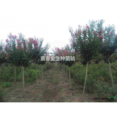 2016年优质海南黄花梨低价出售