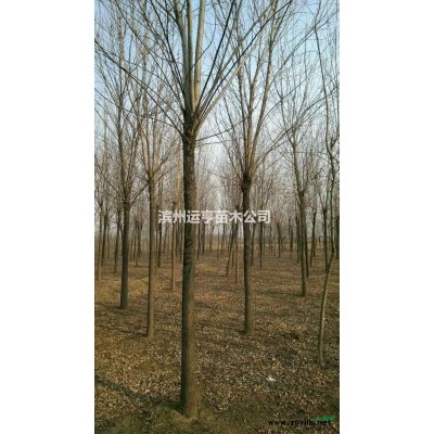 大量供应各*老白腊