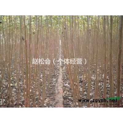 107杨树苗1-8公分10万棵