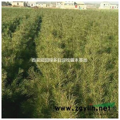 陕西蓝田常年供应1米白皮松三*占地苗苗_绿多白皮松苗木