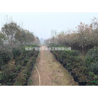 出售独杆红叶石楠球,红叶李,大叶女贞,金银花,法桐