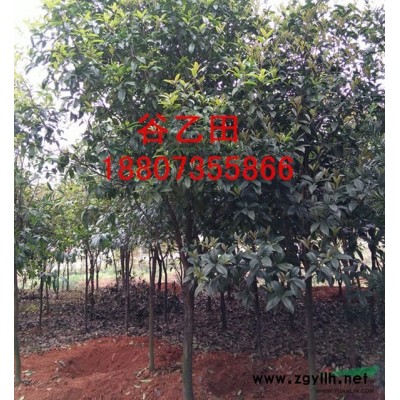 湖南供应，罗汉松3-4公分乔木树，自产自销，批发零售