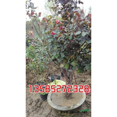 江苏洒金柏 洒金柏小苗供应