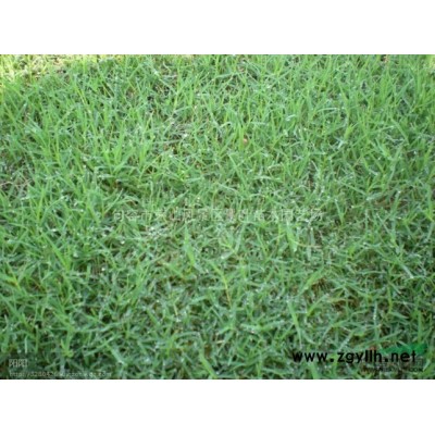 句容景叶苗木常年供应优质桂花