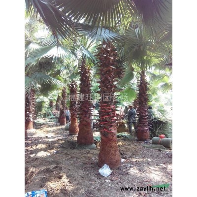 漳州供应20～40公分高鸭脚木（鹅掌踩）