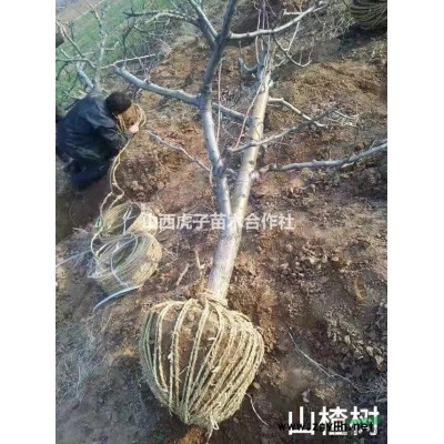 出售核桃树，山楂树，苹果树，梨树，桃树，杏树，樱桃树