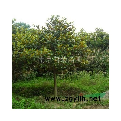 红，白，光玉兰价格