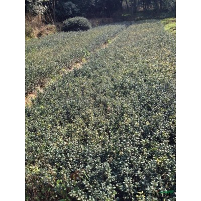 湖南造型罗汉松*新报价/造型罗汉松图片