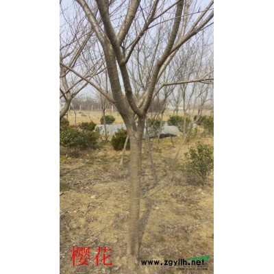 金叶女贞价格、金叶女贞报价