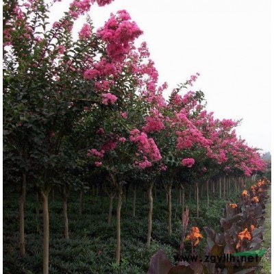 供应：桂花（金桂）