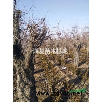 国槐，银杏 枣树 北海道 红叶 五角枫球