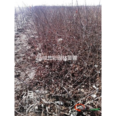 连翘苗10万株