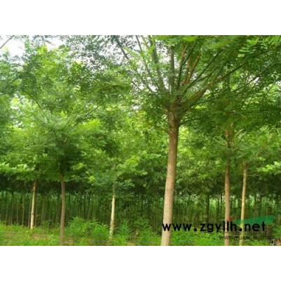 优质合欢树 绒花树报价